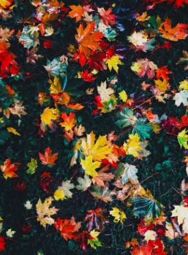 Schermata 2018 08 24 alle 11.01.46